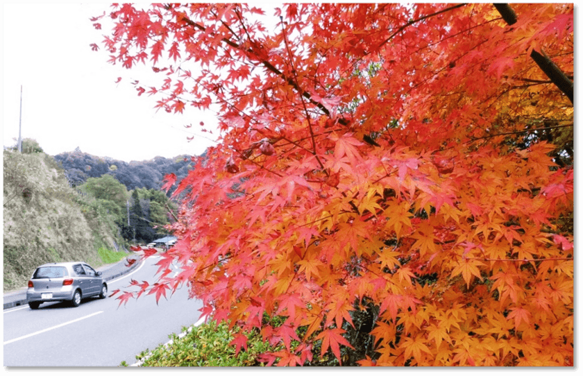 千葉県のロマンチックな紅葉スポット情報・
地元の人だからこそ知っている隠れた情報を徹底調査！