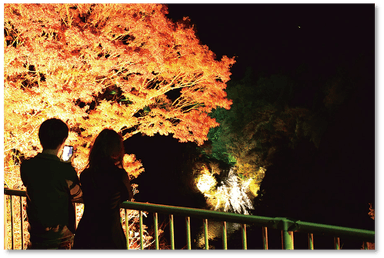 養老渓谷ナイト紅葉