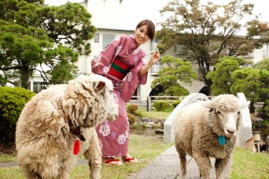 羊さんとのふれあい広場♪