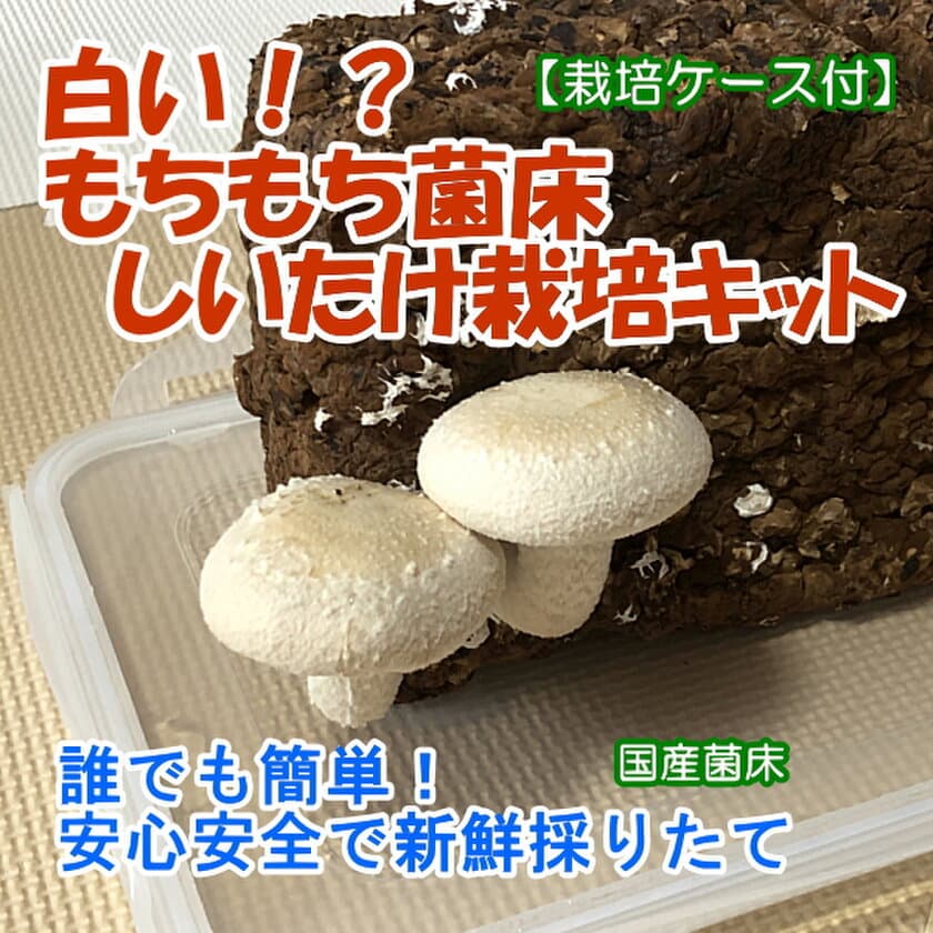 ＜新発売＞　キッチンで白いしいたけ！？　
採りたてホヤホヤな安心・安全・新鮮な
『白いもちもち菌床しいたけ栽培キット』発売！！