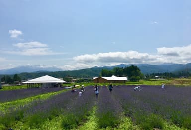 ヘルジアン・ウッドのハーブ園