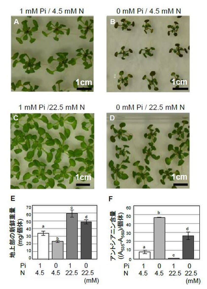 窒素施肥が植物をリン酸欠乏から救うメカニズムを解明
～オートファジーの活性化が生育に寄与～