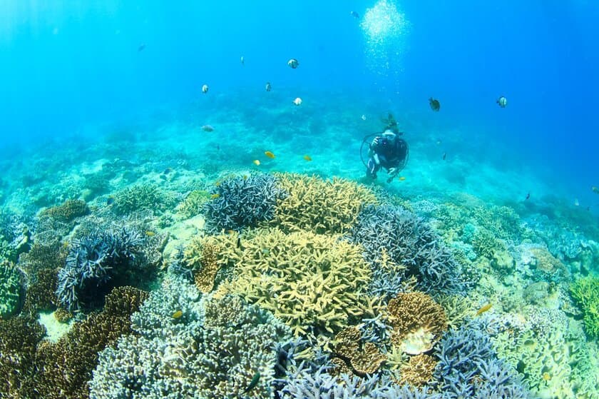 沖縄県で今、最も注目のエリア、宜野湾市(ぎのわんし)　
宜野湾美ら海体験・PR事業として
PR動画『宜野湾の美ら海を体験しよう！！』を
2020年12月25日(金)より順次、公開！