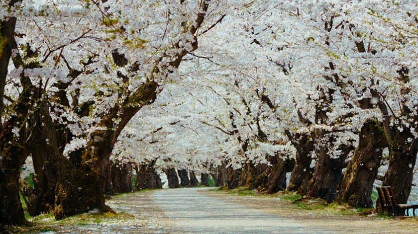 弘前さくらまつりPR動画「101回目への弘前公園の桜(2020)」
　「第2回ふるさと動画大賞」を受賞！
～全国応募総数125点の中から最高賞の大賞～