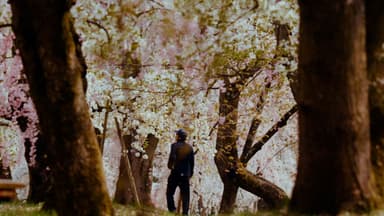 桜を守る樹木医