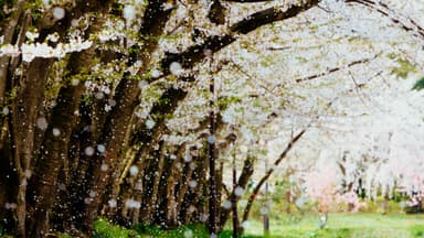 儚くも豪快に舞い散る桜吹雪