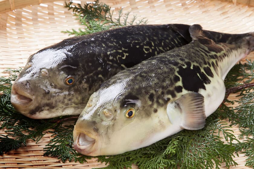 『国産とらふぐ てっちり』で今年最初の“ふく”が来る！
うおまんの長崎県産 てっちり鍋セットを1月8日より販売開始