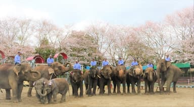 ぞうの国メイン写真