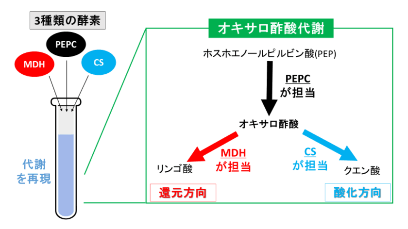 ラン藻の代謝の一部を試験管内で再現することに成功
～ラン藻のクエン酸回路の“方向”に影響を及ぼす重要な因子を発見～