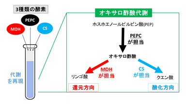 図1. シネコシスティスのオキサロ酢酸代謝の再構成