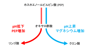 図5. シネコシスティスのオキサロ酢酸代謝の制御モデル