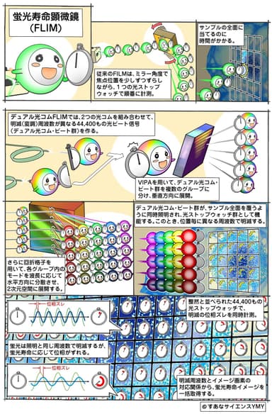 図2　測定原理。上図(1～3コマ目)：従来の計測法、下図(4～7コマ目)：今回開発した手法による蛍光寿命イメージの取得。