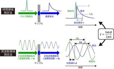 図A　蛍光寿命測定