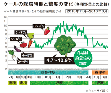 ケール栽培時期と糖度の変化