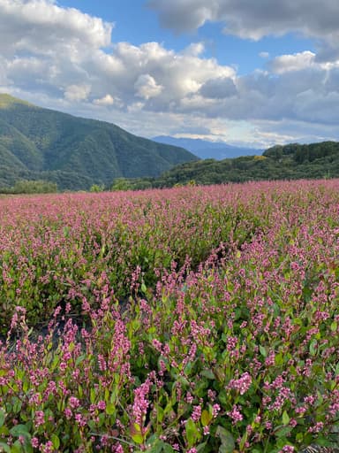 藍の生産農場