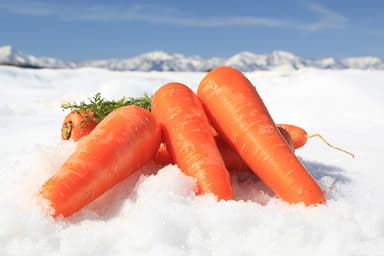 津南高原ゆめファーム 雪下人参