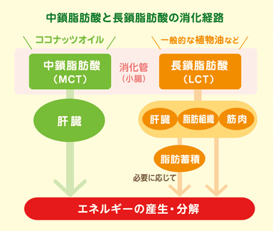 MCT(中鎖脂肪酸)とLCT(長鎖脂肪酸)の消化経路