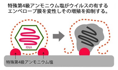 抗ウイルスのメカニズム(2)