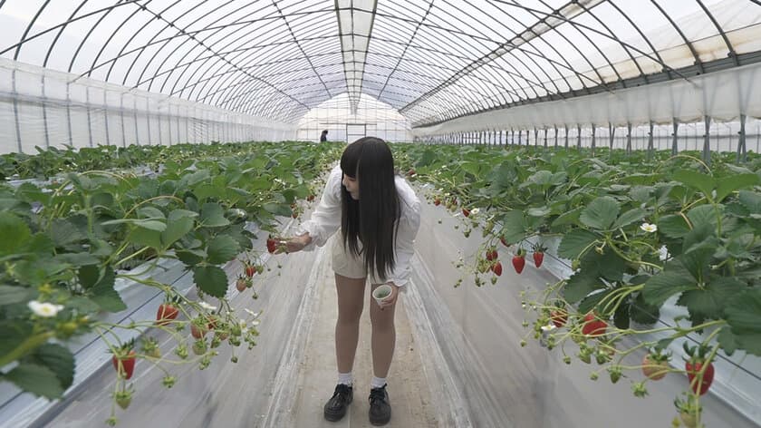 茨城県 下妻農場で“1棟1組完全貸切”の
いちご狩り食べ放題がスタート！