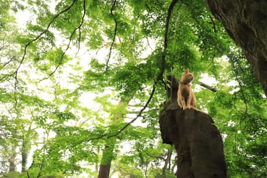 きょーこ♪＆のぼう