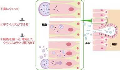 ウイルスが細胞に侵入する仕組み