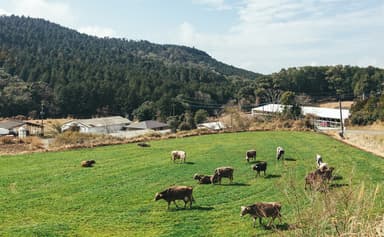 鹿児島県の伊佐牧場