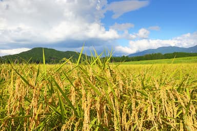 富山米(2)