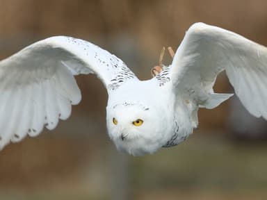 シロフクロウのハリー　飛行シーン