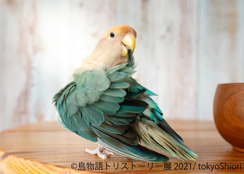 可愛い小鳥からワイルドな野鳥まで…！「一瞬の美しさ」がテーマの
作品大集結「鳥物語トリストーリー展 2021」2/20～名古屋で開催