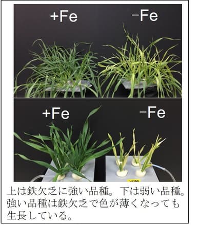 上は鉄欠乏に強い品種。下は弱い品種。強い品種は鉄欠乏で色が薄くなっても生長している。