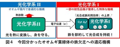 図4　今回分かったオオムギ葉緑体の鉄欠乏への適応機構