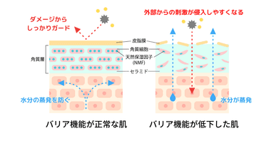 バリア機能とは