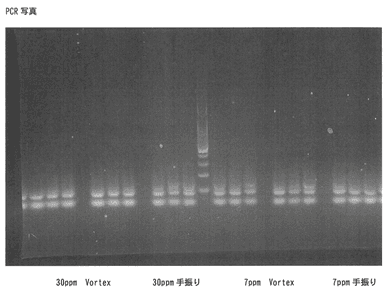 ヒトコロナウイルスPCR