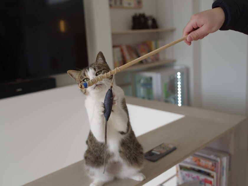 ≪愛猫と一緒に社会貢献≫害獣として捕獲された鹿の革で
作った「猫じゃらし」をクラウドファンディングで2月18日発表