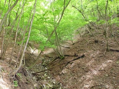 (1)下層植生の食害