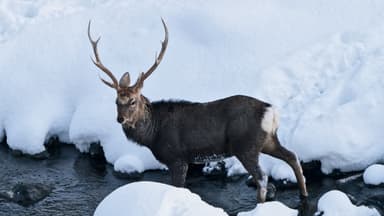 北海道に生きるエゾシカ