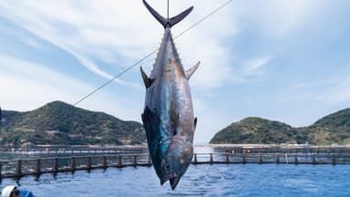 愛媛県宇和島市養殖場