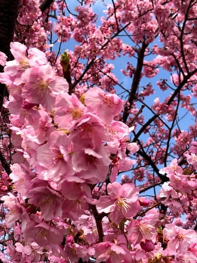 早咲きの桜(静岡県焼津市) 2