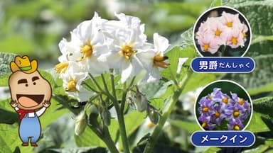 じゃがいもの花ってどんな色や形？