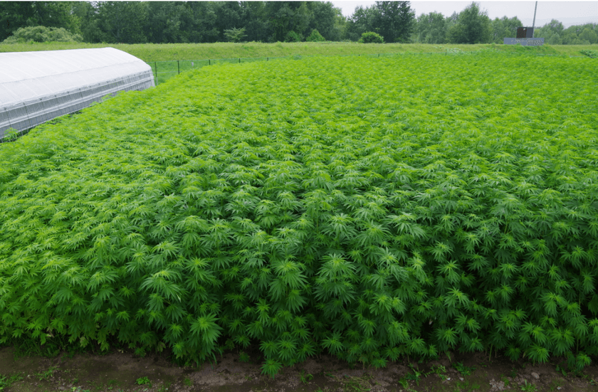 厚労省の「大麻等の薬物対策のあり方検討会」に対し、
北海道ヘンプ協会が緊急声明を発表