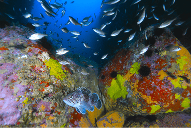 三陸の海を泳ぐ魚 (C)YASUAKI KAGII