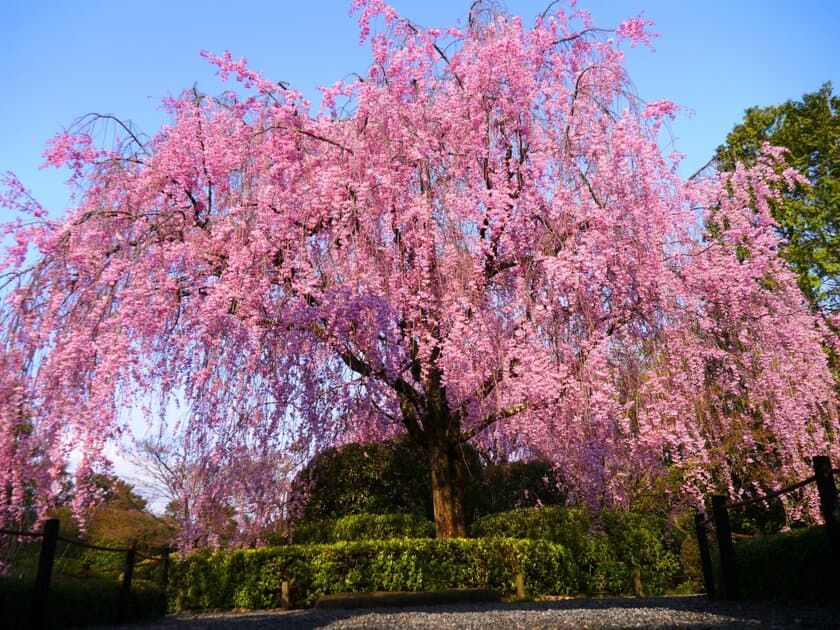 ウィズコロナ時代における新しい旅のかたち　
密を避け、京都の桜・寺院を満喫『春の貸切ツアー』を販売開始