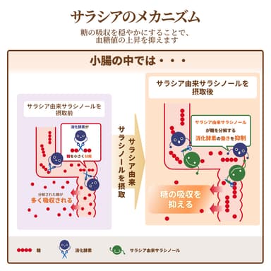 機能性関与成分「サラシア」のメカニズム