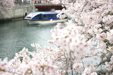 「大岡川桜クルーズ」イメージ(2)