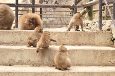 山ノ内町・地獄谷野猿公苑