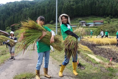 稲は伝統的な天日干しにより、うま味が増す