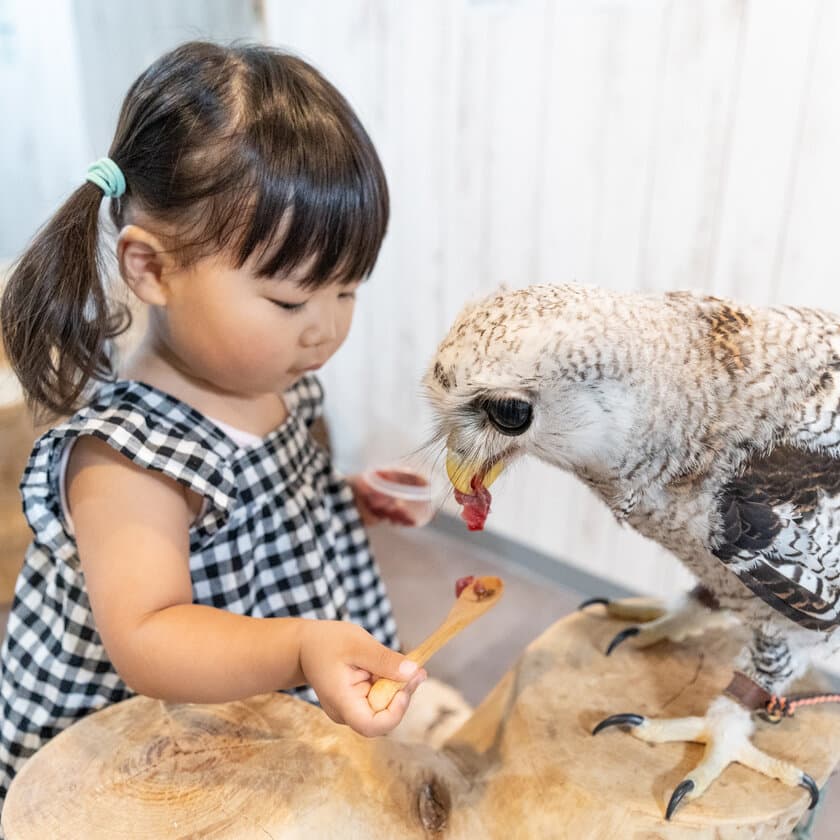 大阪・なんばの猛禽類カフェ「raptorland Shovel」が
出張サービスを開始！