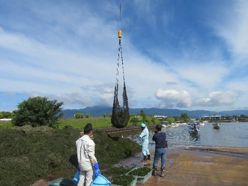 WEF技術開発、琵琶湖水草、ホテイアオイ等の
効果的なたい肥化技術開発　
低コスト、大量処理で出来た土壌改良材で、
県内有機栽培農家と共に
びわ湖ブランド有機野菜の拡販を進める