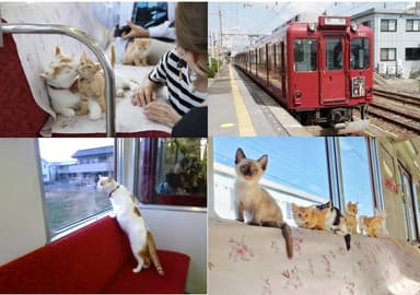 前回のねこカフェ列車の様子