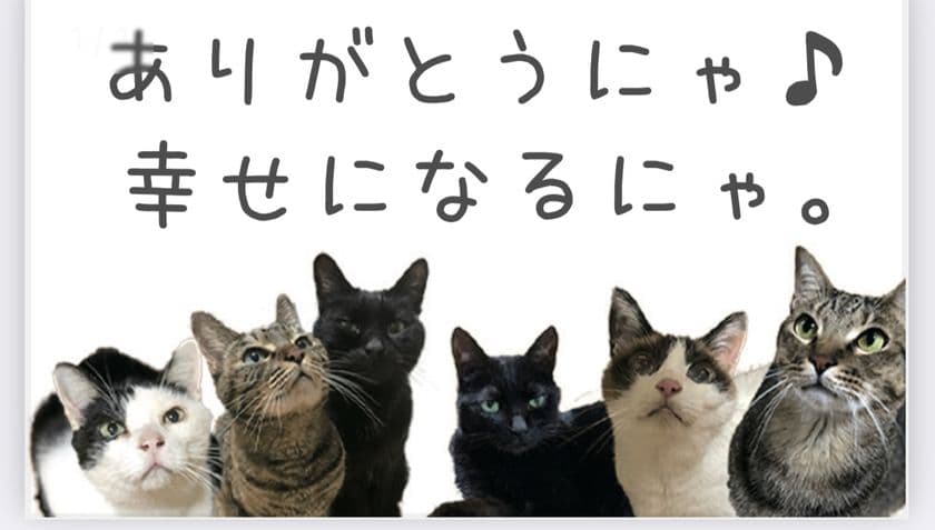 家族をうしなった猫が一時的に安心・安全に暮らせる
『猫の仮暮らしハウス』設営のプロジェクトを
クラウドファンディングCAMPFIREにて開始